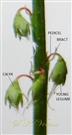  Calyx enclosing young fruit